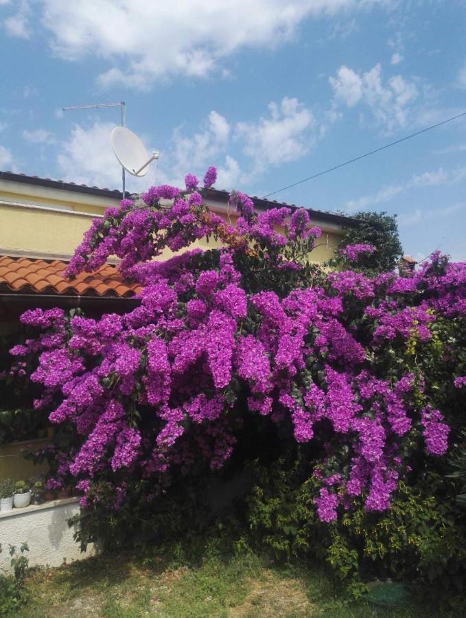 Apartment Samanta Šišan المظهر الخارجي الصورة